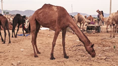 Camels at Pushkar mela camel fair festival in field eating chewing. Pushkar, Rajasthan, India