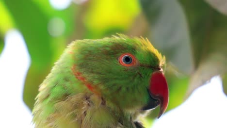 rose-ringed parakeet, close up