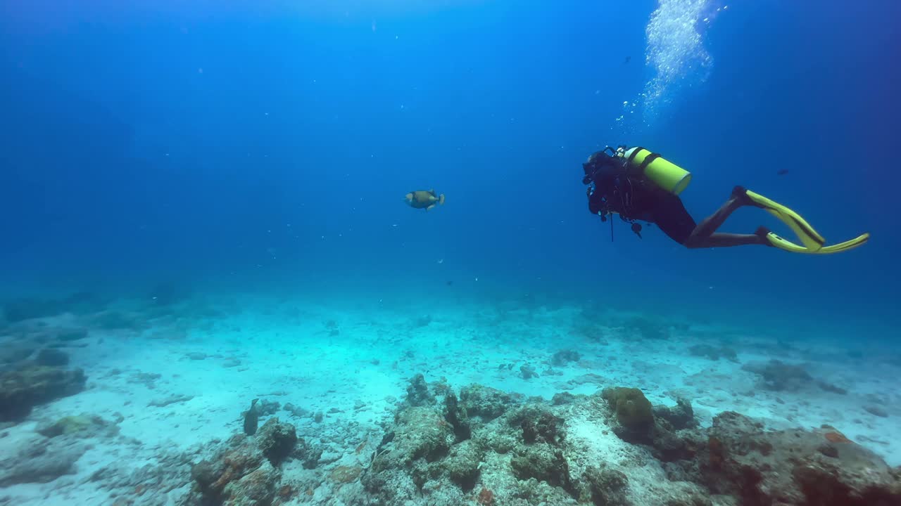 Diver keeps a safe distance from a Titan triggerfish (Antennarius commersoni). Mnemba Island, Zanzibar, Tanzania.