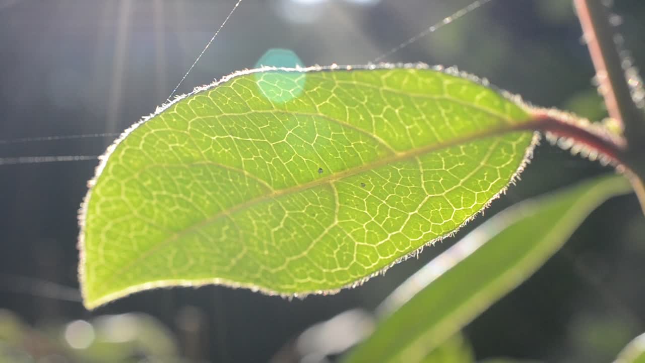 葉