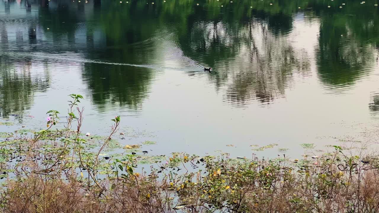 A serene lake reflects the lush green trees as a lone bird glides through calm waters, creating ripples that merge with nature’s stillness