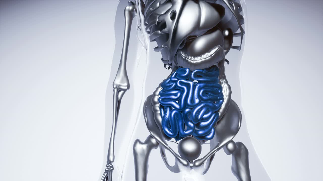 modelo de intestino humano con todos los órganos y huesos