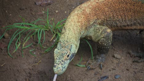 el dragón komodo juvenil olfateando a su presa moviendo su lengua bifurcada y sintiendo el aire
