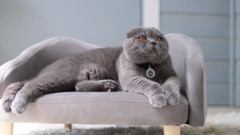 a charming gray cat is lounging comfortably and peacefully on an elegant and stylish mini couch a charming gray cat is lounging comfortably and peacefully on an elegant and stylish mini couch