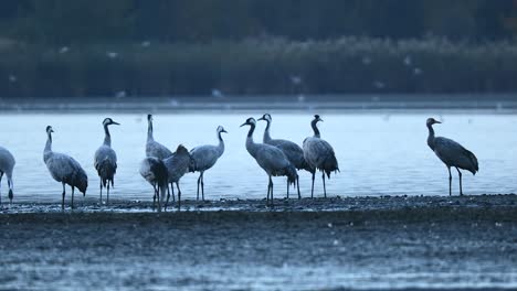 A-herd-of-waking-cranes-over-the-backwaters-in-the-meadows