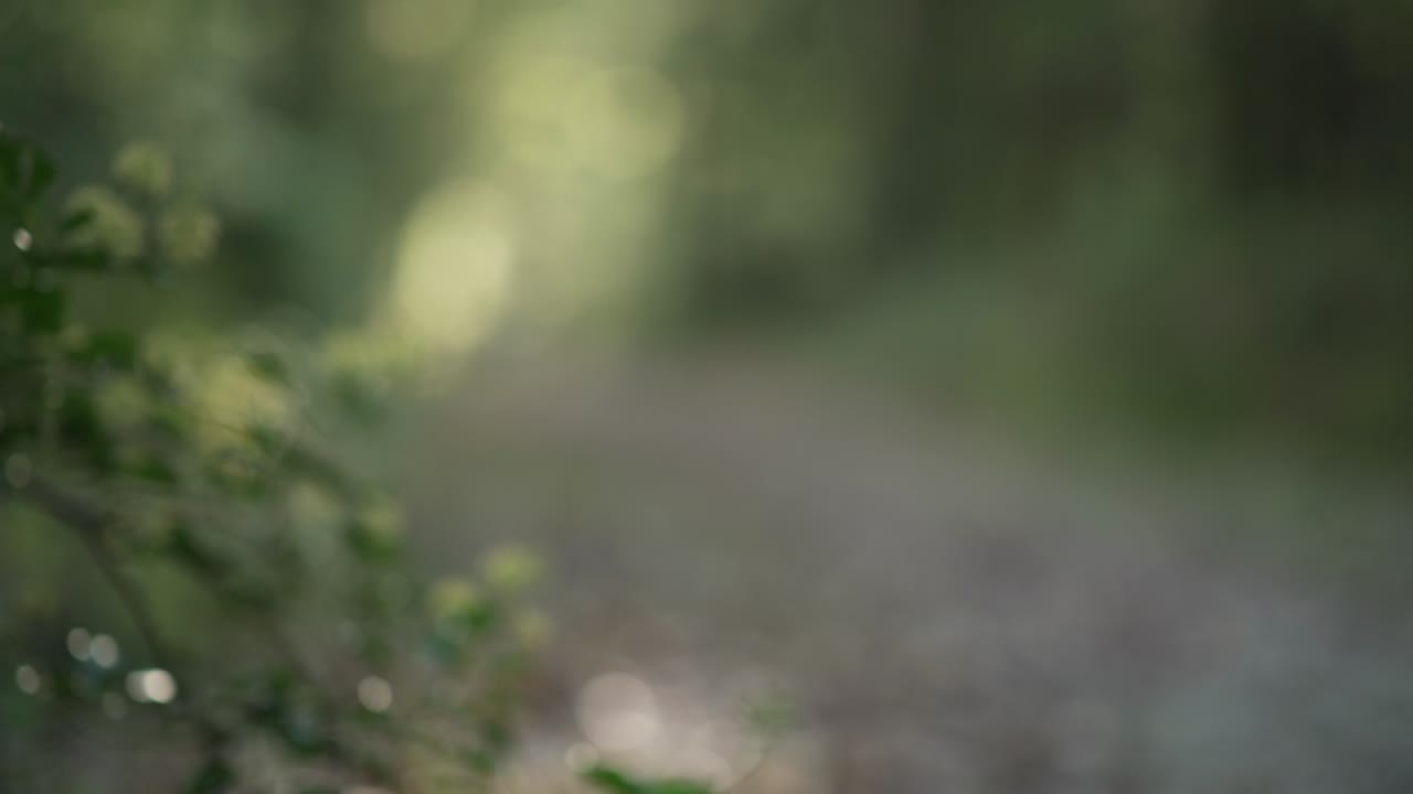 Right paning from grass and leaves to a lighten path in a forest during golden hour
