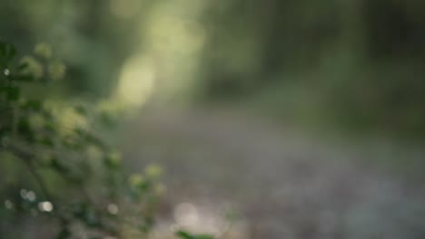 right paning from grass and leaves to a lighten path in a forest during golden hour