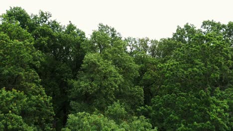 flying just above the crowns of green trees