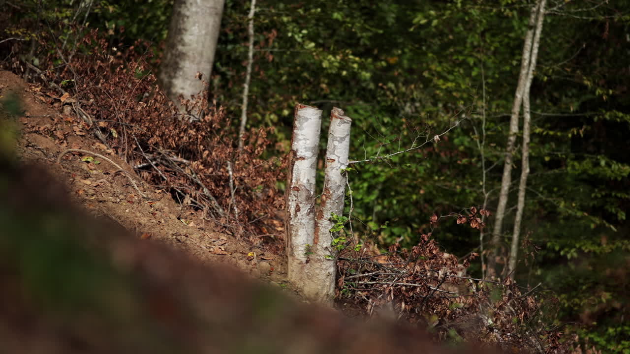 컷 트리 섹션 - 쓰러진 숲 16