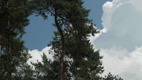 雲在松樹後面的天上慢慢移動,穩定地射擊