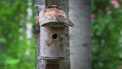 a couple of pied flycatcher birds feeding hatchling in a birdhouse on a summer day