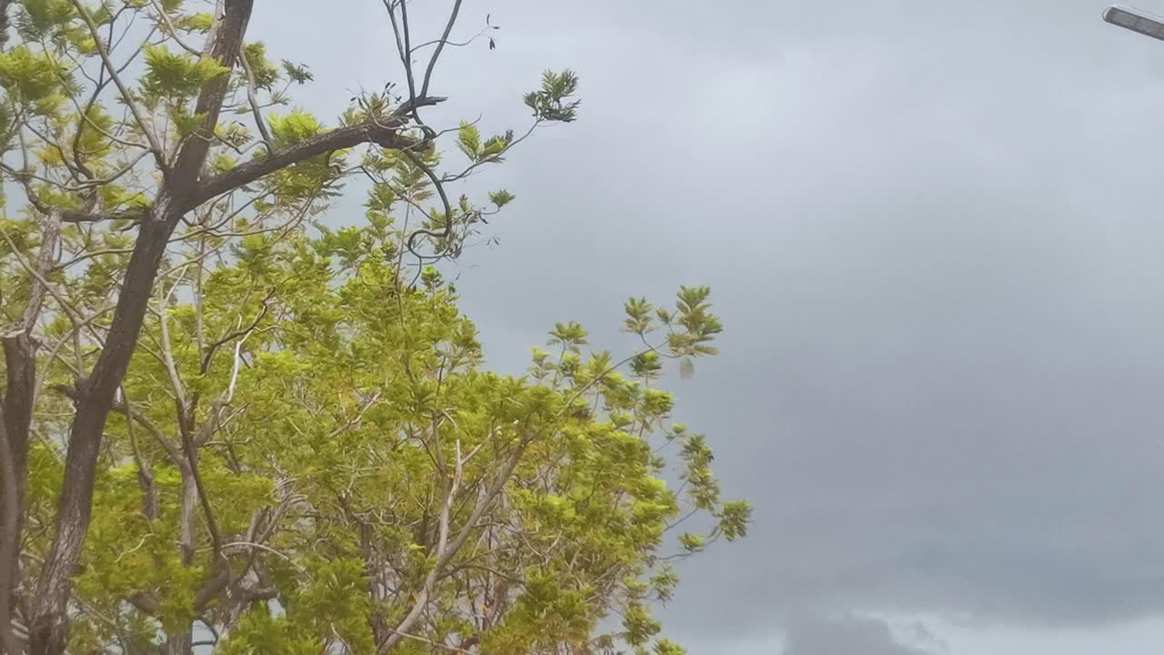 태국, 바람에 불어오는 초록색 나무와 함께 머리 위에 회색 구름과 함께 폭풍의 날씨