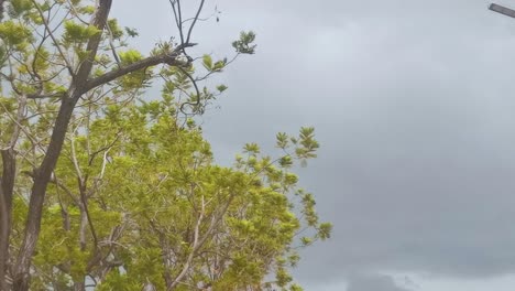 stormy weather with gray clouds overhead with a green tree blowing in the breeze, thailand