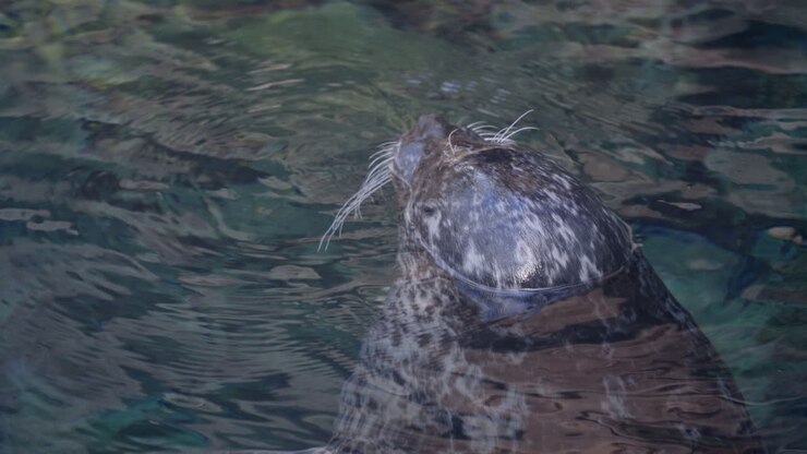 Habour seal head closeup, head above water surface, static rear view
