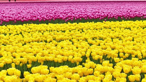 un solo tulipán rojo en campos amarillos