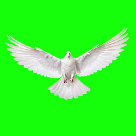 white dove in flight serenity animation, transparent 4k video, green screen