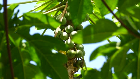 Colorful bird eating on a papaya tree, moving in the wind, in a Panama tropical forest