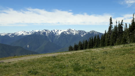 cresta de huracán cubierta de nieve con pinos y campo verde con flores silvestres