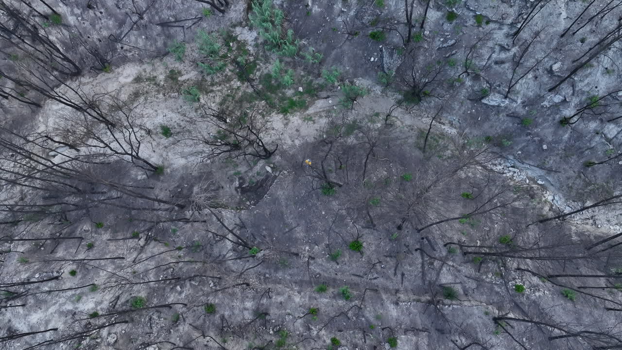 타버린 빈 숲이 드러나면서 걷는 남자