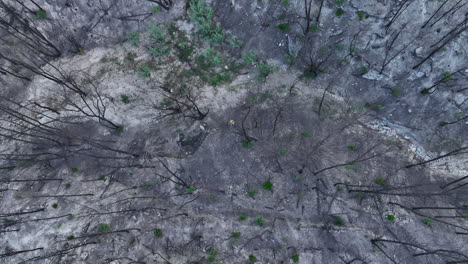 hombre caminando mientras se revela un bosque vacío quemado