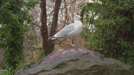 pájaro gaviota descansando en una roca en un bosque húmedo en irlanda