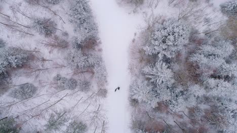 Top-down-aerial-view-on-person-running-with-dog-on-snow-covered-path-in-the-woods-Vaud,-Switzerland