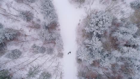 top down aerial view on person running with dog on snow covered path in the woods vaud, switzerland