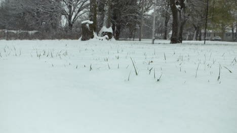 heavy snowfall covers ground