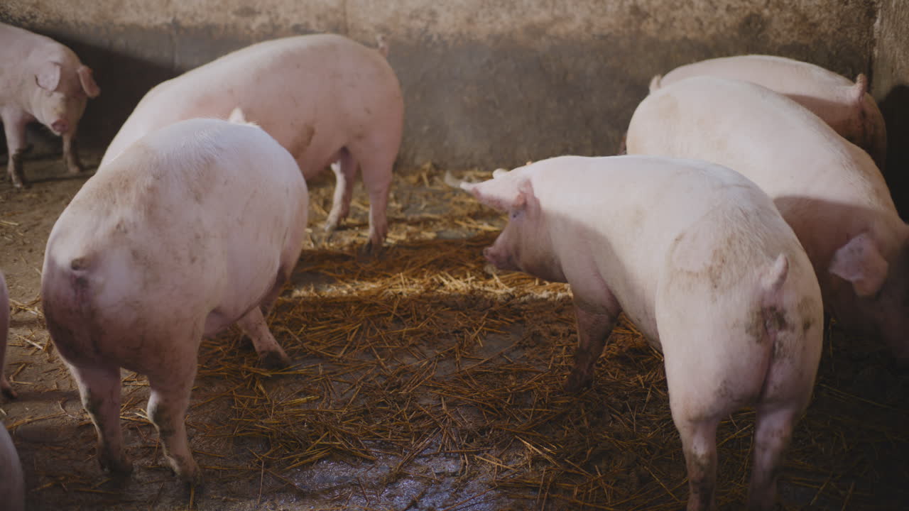 농장 창고에 있는 돼지