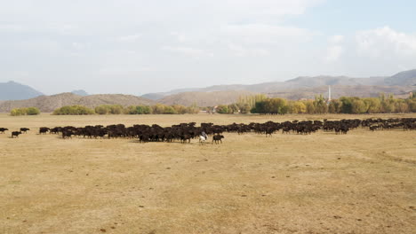 herdsman riding horse guiding herd of cattle back home in turkey