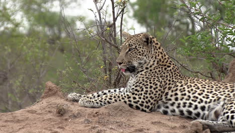 close side view of leopard on mound on lookout, flapping its ears