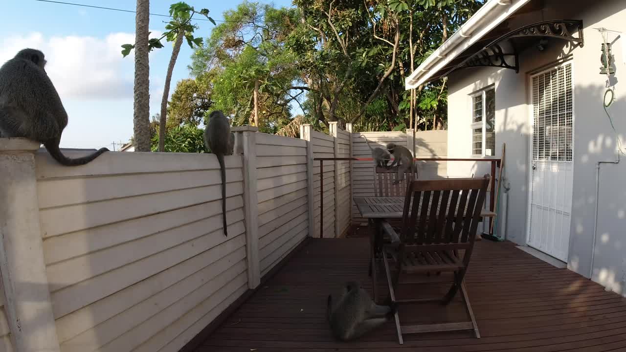 Vilde grå vervetaber leger på en veranda og mur i et boligområde i Sydafrika