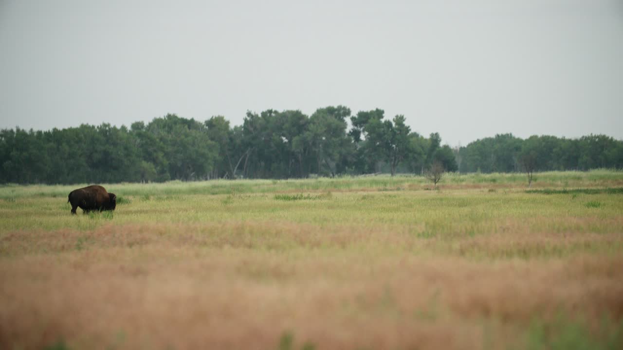 bisonte caminando por la pradera abierta en colorado