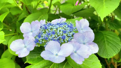 se convirtió en la temporada de floración de la hortensia