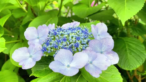 it became hydrangea flowering season