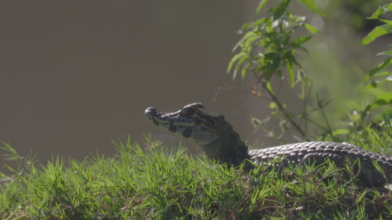 un caimán joven del chaco observando una presa
