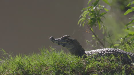 a young alligator from chaco observing a prey