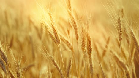 a truly cinematic shot of golden wheat swaying in the summer breeze, bathed in warm sunlight. captures the peaceful, abundant beauty of nature