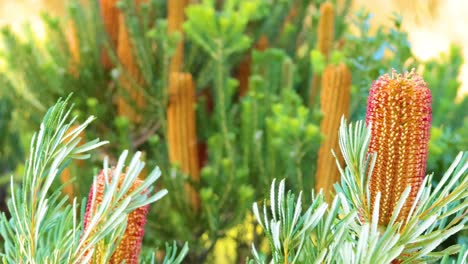 close-up of banksia flower in natural setting