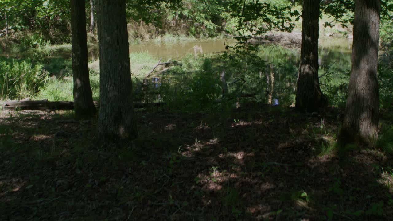 arriba moviéndose hacia adelante a través de los árboles y para inclinar el estanque