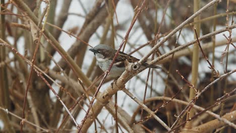 Sparrows-alight-on-a-distinctive-Forsythia-Bush-branch-on-a-rainy-day-in-Dec-with-snow-on-the-ground