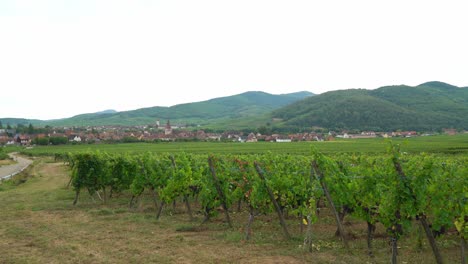 green vineyards near kayserberg village in colmar with houses in the distance