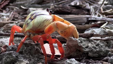 Un-Colorido-Cangrejo-De-Tierra-De-Cerca