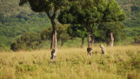 movimiento lento de la vida silvestre de maasai mara familia de guepardos caminando en la larga hierba de la sabana, kenia, áfrica, animales de safari africanos en masai mara, hermoso animal en el paisaje de la sabana