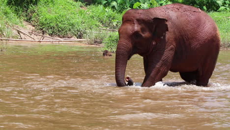 Gran-Elefante-Caminando-Por-El-Río-En-Cámara-Lenta