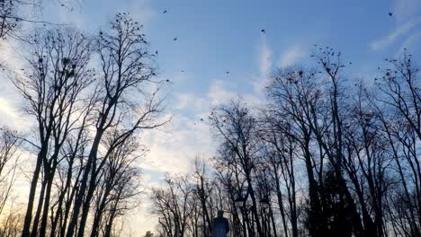 city ​​park sky full of crows at sunset