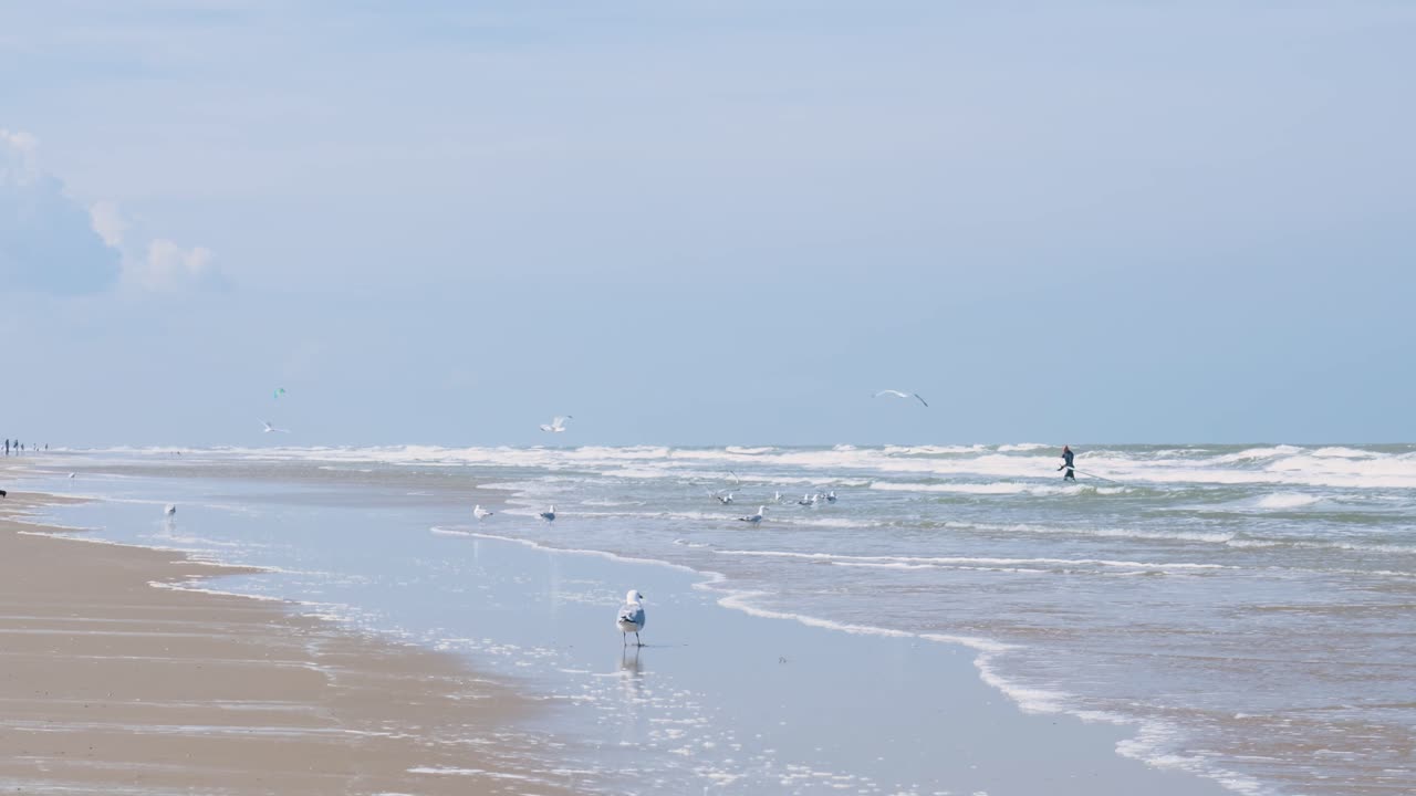Beach Scene with Gulls and Person