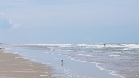 beach scene with gulls and person