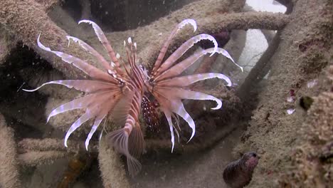 lionfish at junkyard 11