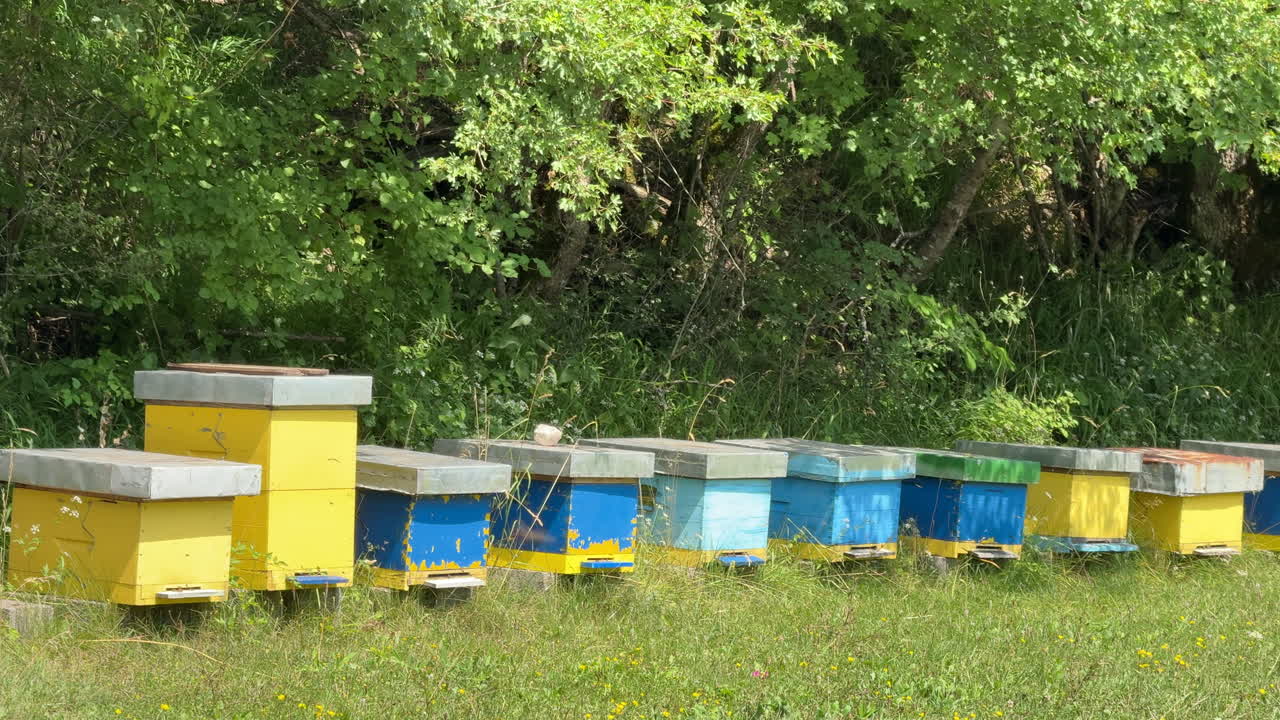 Beehives in a Rural Setting